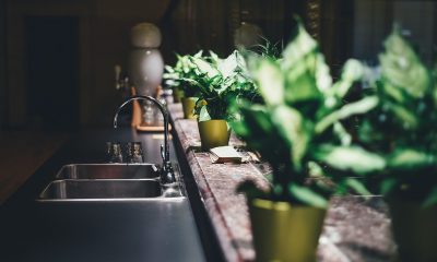 welke plant in de keuken