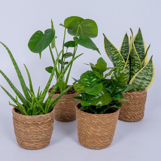 4 Kamerplanten - Aloe Vera, Monstera, Sansevieria & Koffieplant